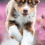 Australian Shepherd