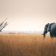 Chobe National Park
