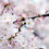 Blooming sakura flowers