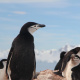 Chinstrap penguin