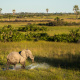 African bush elephant