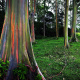 Rainbow Eucalyptus