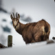 Alpine Ibex