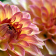 Dahlia