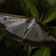 Box tree moth