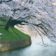 Chidorigafuchi