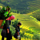 Hmong