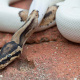 Piebald ball python