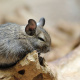 Degu