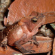 Crested forest toad