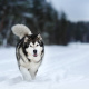 Alaskan Malamute