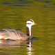 Bar-headed goose