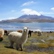 Altiplano