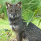 Darwin's fox