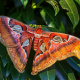 Attacus atlas