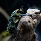 African flower beetle