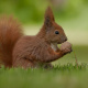 Eurasian red squirrel