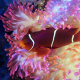 Maroon clownfish