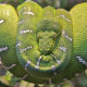 Emerald Tree Boa
