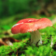 Mushrooms
