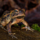 American toad
