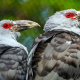Channel-billed cuckoo