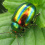 Chrysolina fastuosa