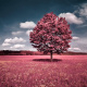 Solitary pink tree