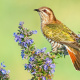 Horsfield's bronze cuckoo
