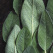 Sage (Herb)