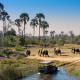 African elephant