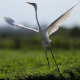 Great Egret