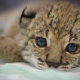Eurasian lynx