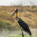 Lesser Adjutant Stork
