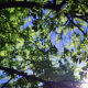 Ash Tree