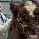 James Herriot