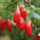 Lycium barbarum