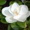 Magnolia grandiflora