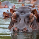 Liwonde National Park