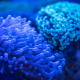 Hammer coral