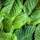 Lostleaf Naturals