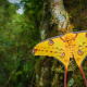 Comet moth