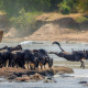 Mara River