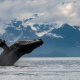Humpback whale