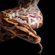 Burmese python