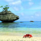 Christmas Island red crab