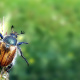 Japanese beetle