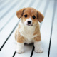 Pembroke Welsh Corgi