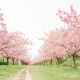 Pink sakura tree avenue