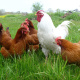 Leghorn